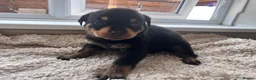 Rottweiler dogs for sale: Beautiful Rottweiler Pups  - Advert 4