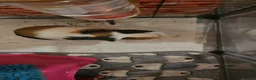 Guinea Pig rodents for sale: 2xmales in Wolverhampton - Advert 2