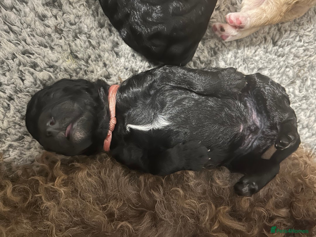 Bernedoodle dogs for sale: Bernedoodle x Labradoodle  - Image 14