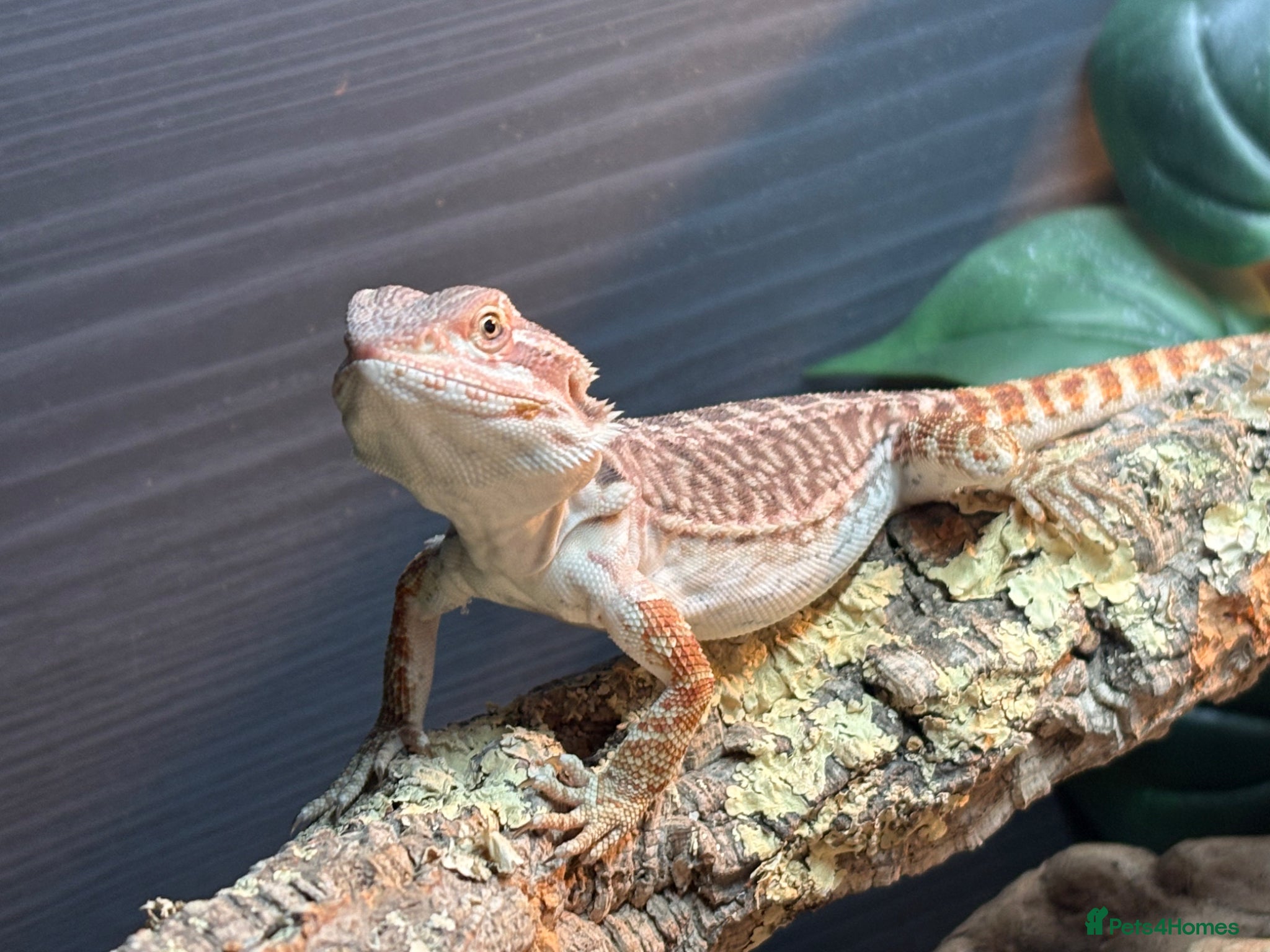 Bearded Dragon reptiles Male and female bearded dragon - Advert 1