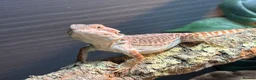 Bearded Dragon reptiles for sale: Male and female bearded dragon in Pontefract - Advert 1