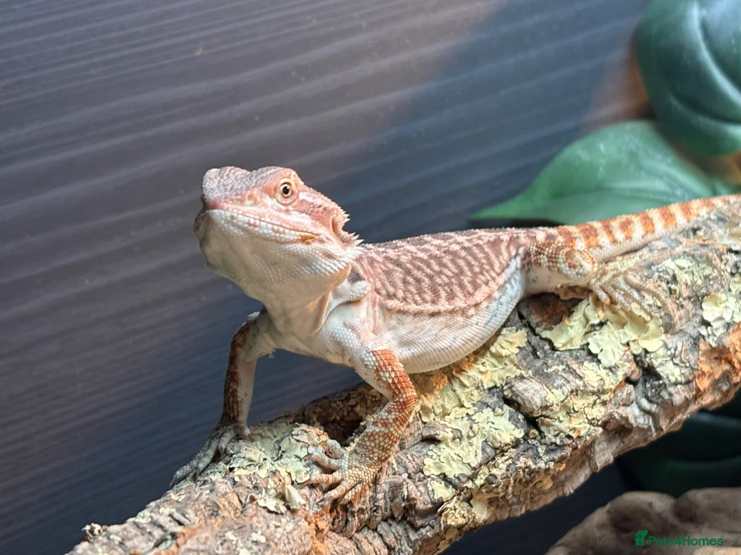 Bearded Dragon reptiles for sale: Male and female bearded dragon in Pontefract - Advert 1