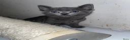 Russian Blue cats for sale: Blue Russian Kittens - Advert 4