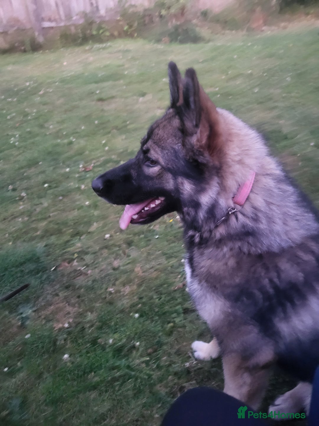 Shepsky dogs for sale: Shepsky  - Image 4