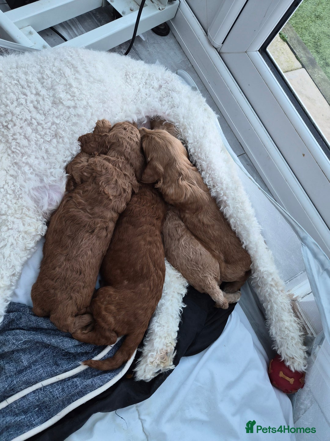 Labradoodle dogs for sale: Gorgeous Red Labradoodles- F3B - Advert 5