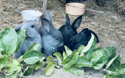 Mixed Breed rabbits for sale: Baby rabbits - Image 12