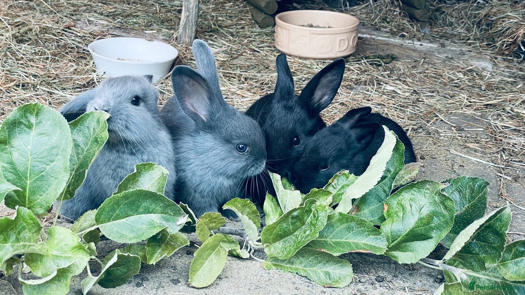 Mixed Breed rabbits for sale: Baby rabbits - Image 12