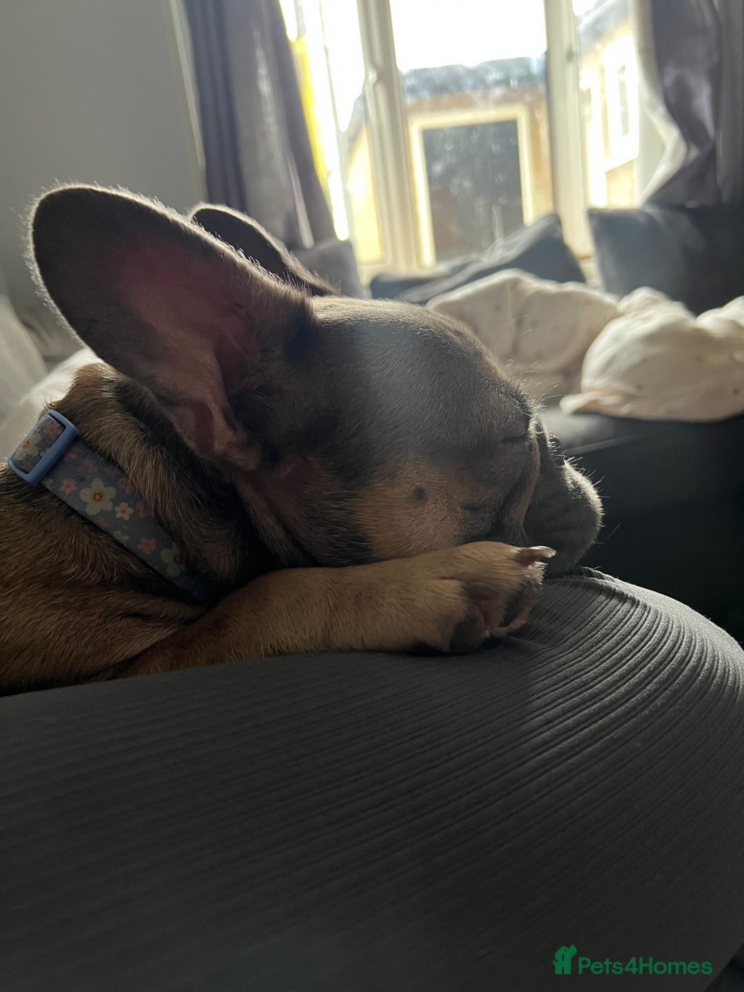 French Bulldog dogs for sale: 1 year old female blue fawn French bulldog  - Advert 4