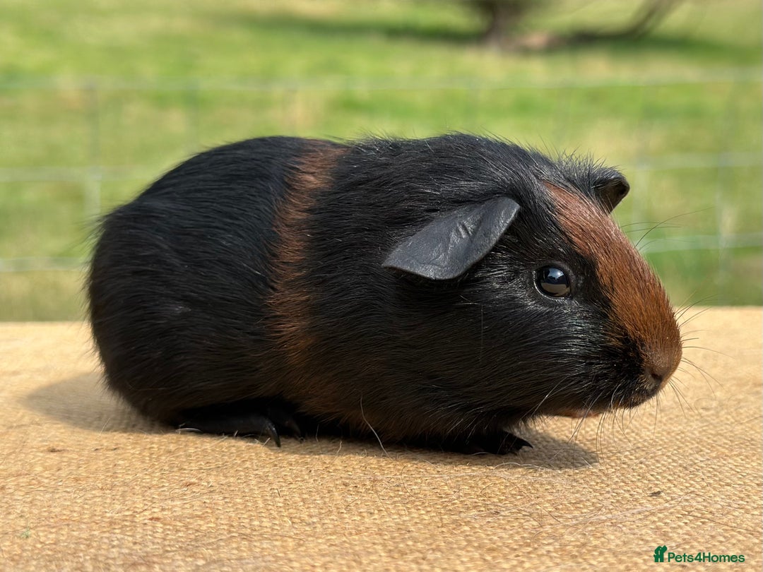 Guinea Pig rodents for sale: Tortoiseshell Boar  - Image 4