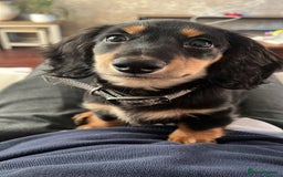 Miniature Dachshund dogs for stud: Black long haired miniature dachshund for stud  - Image 4