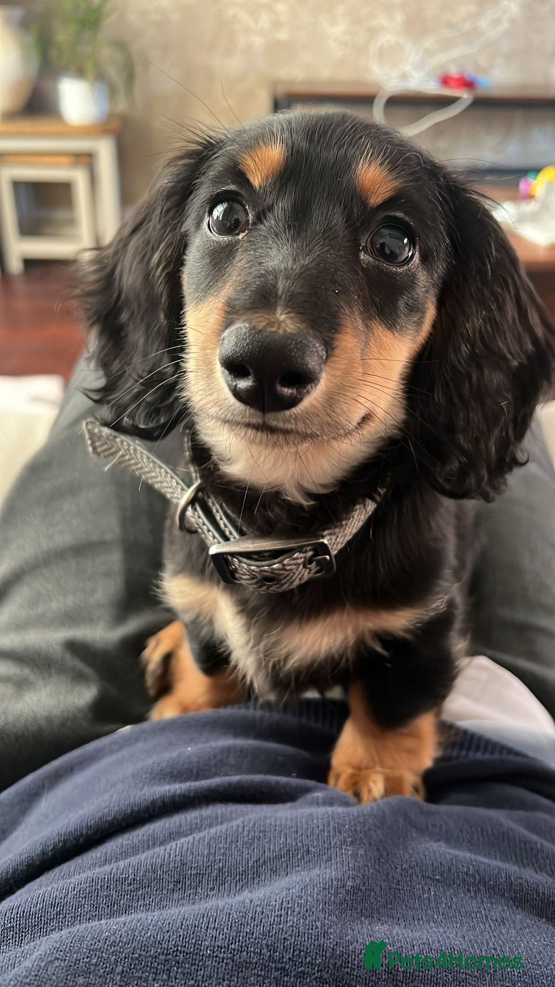 Miniature Dachshund dogs for stud: Black long haired miniature dachshund for stud  - Image 4