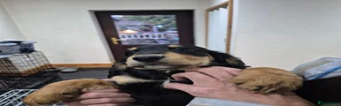 Cocker Spaniel 7