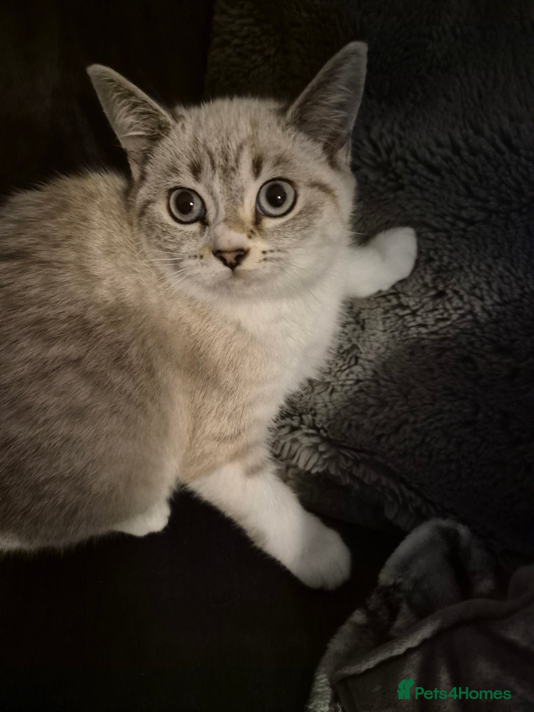 Selkirk Rex cats for sale: Tica reg  pedigree selkirk rex kittens ready now  - Advert 37