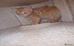 Scottish Fold cats for sale: Scottish fold kittens with straight ears - Advert 15