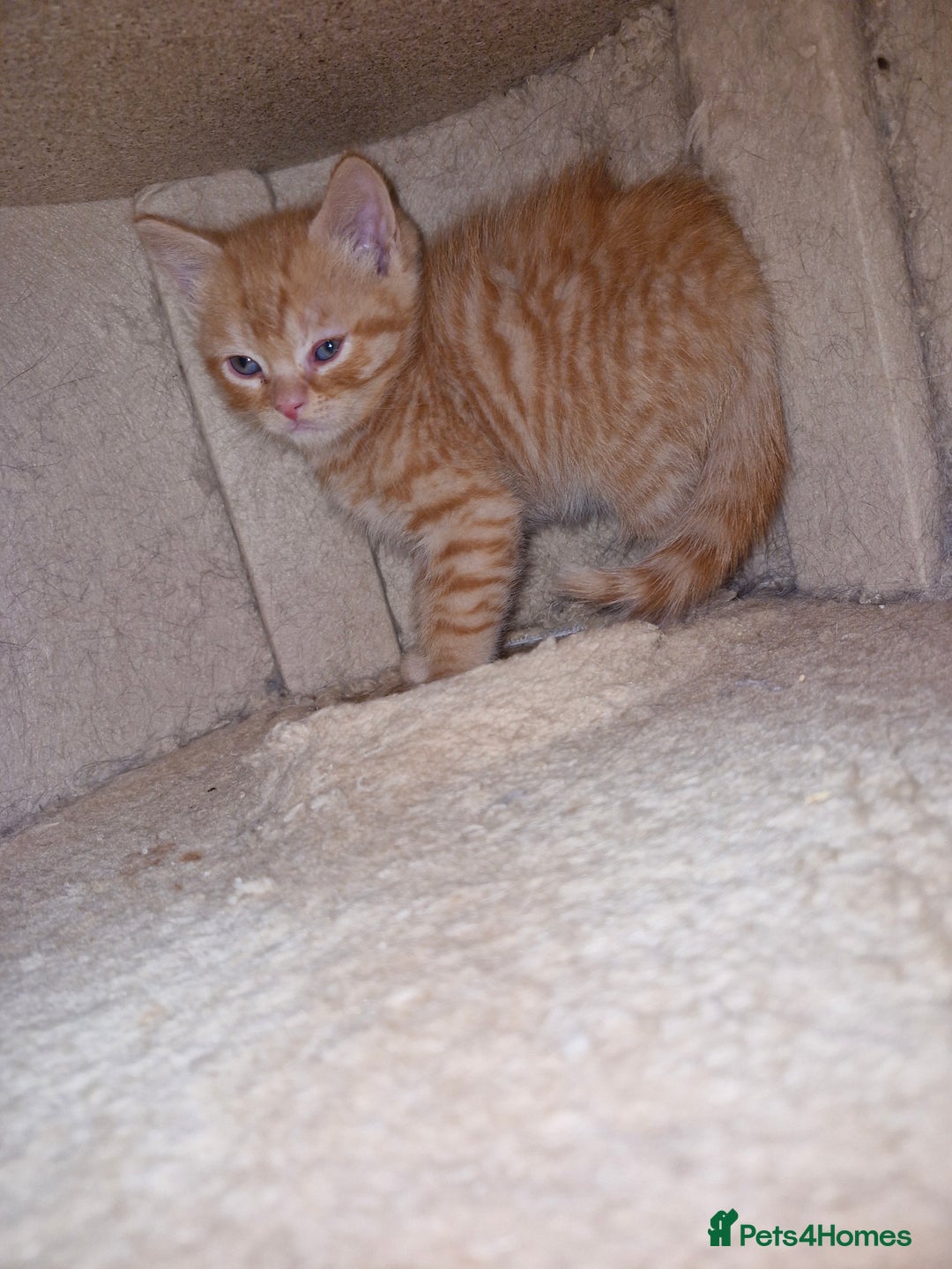 Scottish Fold cats for sale: Scottish fold kittens with straight ears - Advert 15