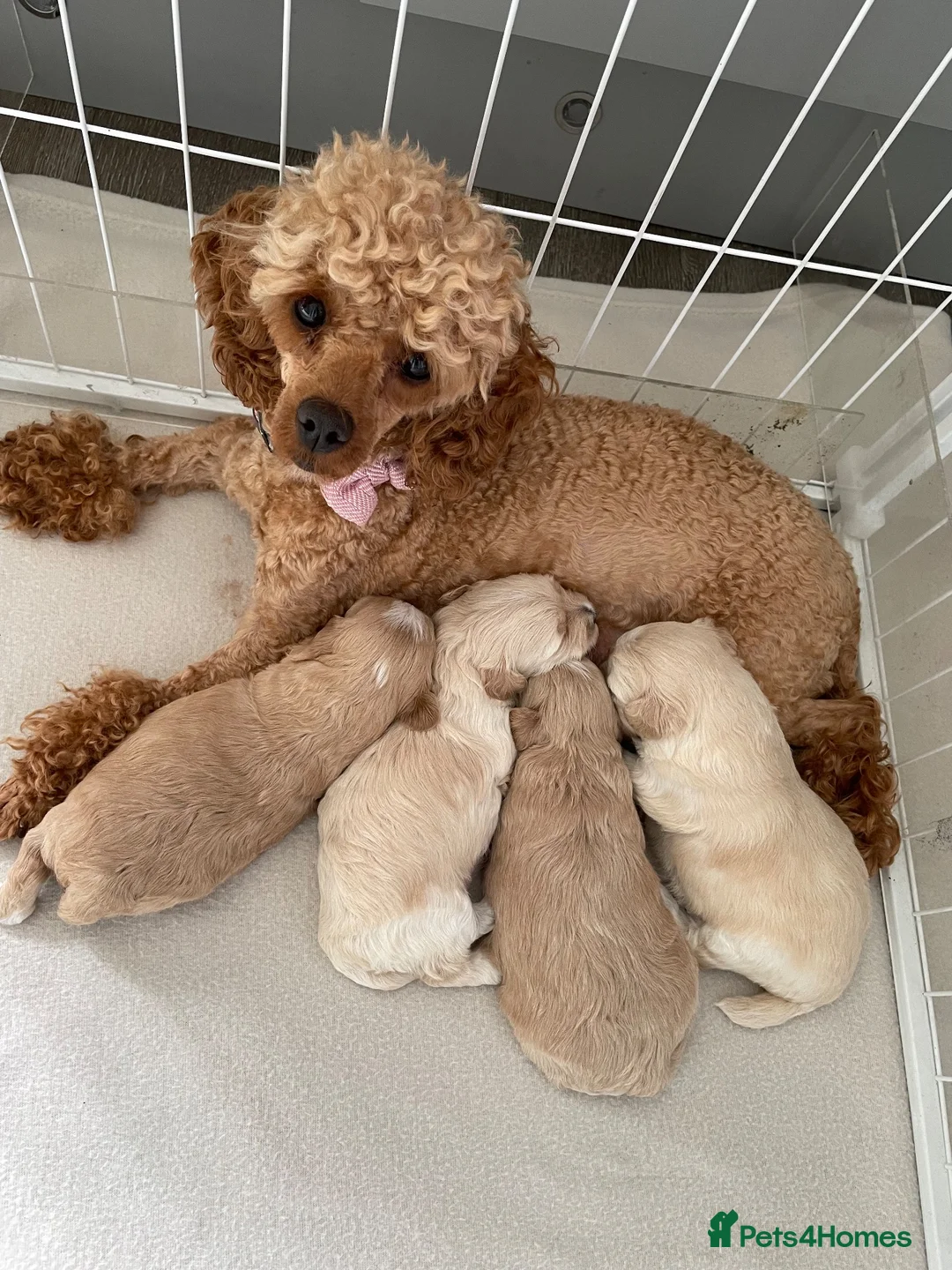 Maltipoo dogs for sale: Toy maltipoo - Advert 1