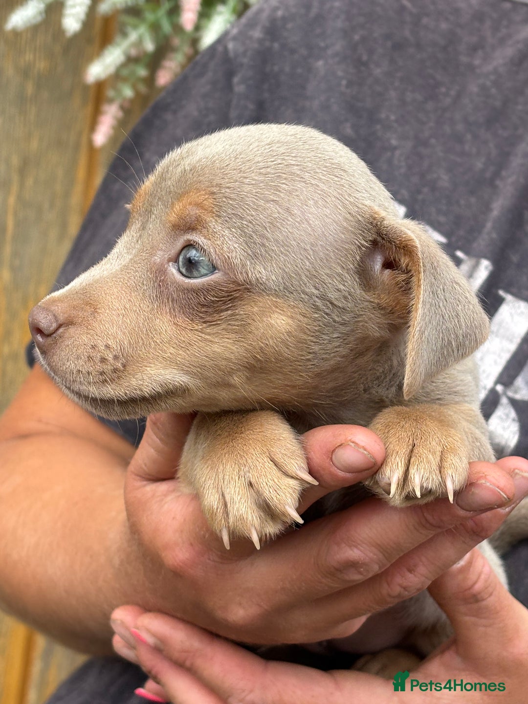 Jack Russell dogs for sale: Rare lilac and tan miniature jack russels  - Image 3