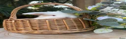Mini Lop rabbits for sale: Vaccinated pure bred mini lops  - Advert 2