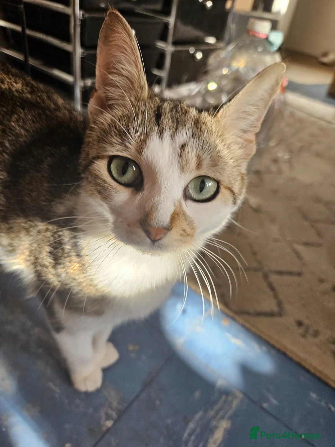 Mixed Breed cats for sale: Calico kittens  in London - Advert 2
