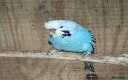 Budgerigars birds for sale: Mixed budgies and young cockatiel - Image 5