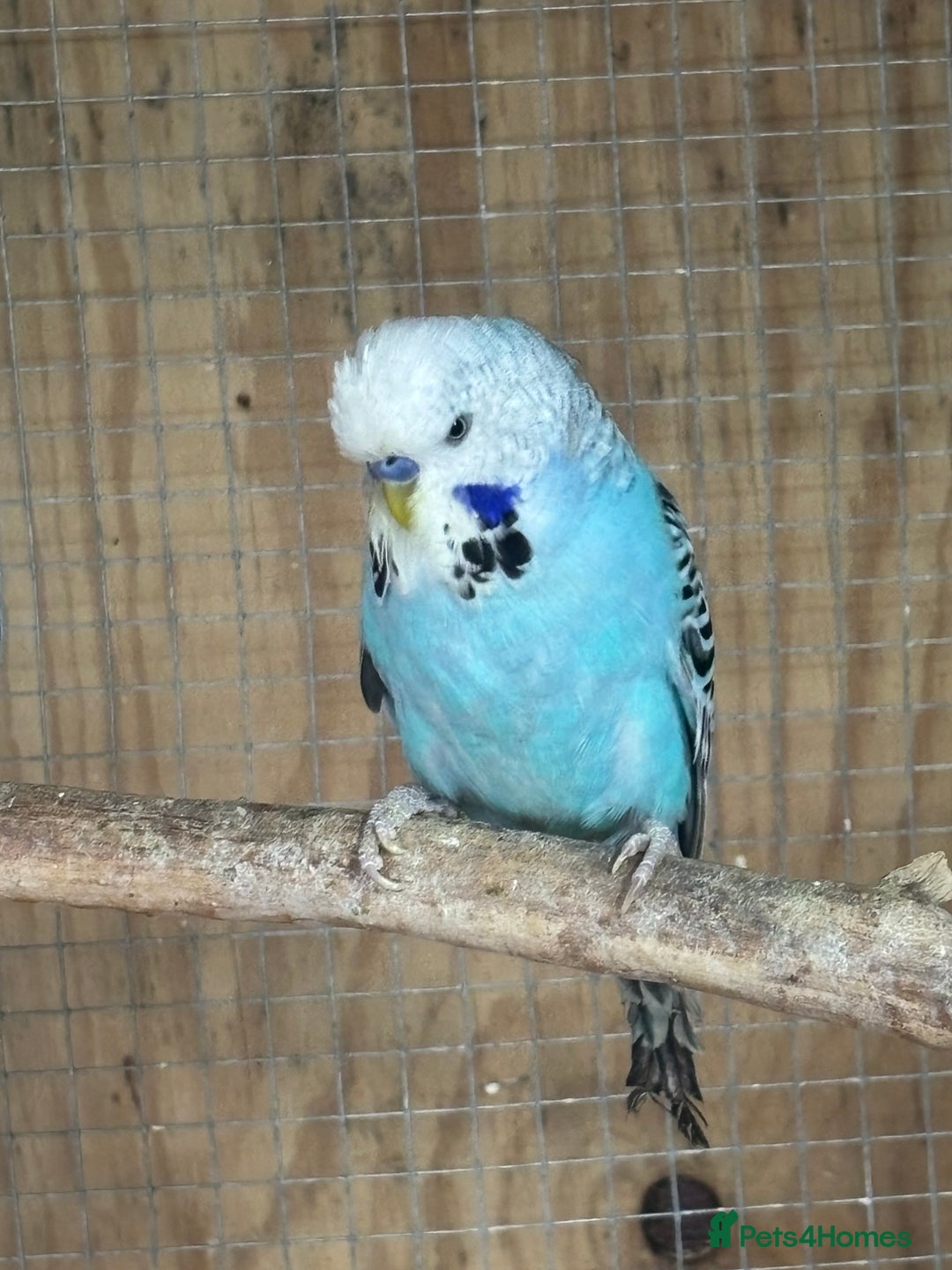 Budgerigars birds for sale: Mixed budgies and young cockatiel - Image 5