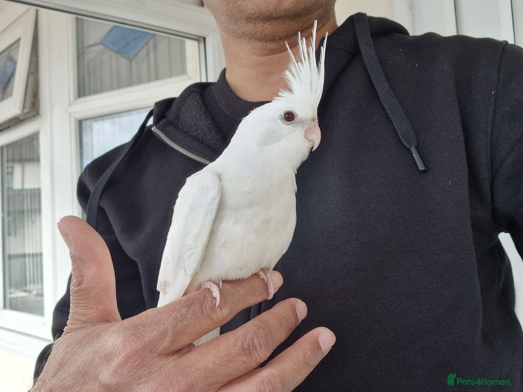 Cockatiels birds Super hand tamed baby cockatiels  - Advert 1