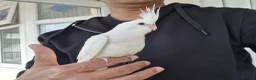 Cockatiels birds for sale: Super hand tamed baby cockatiels  - Advert 1