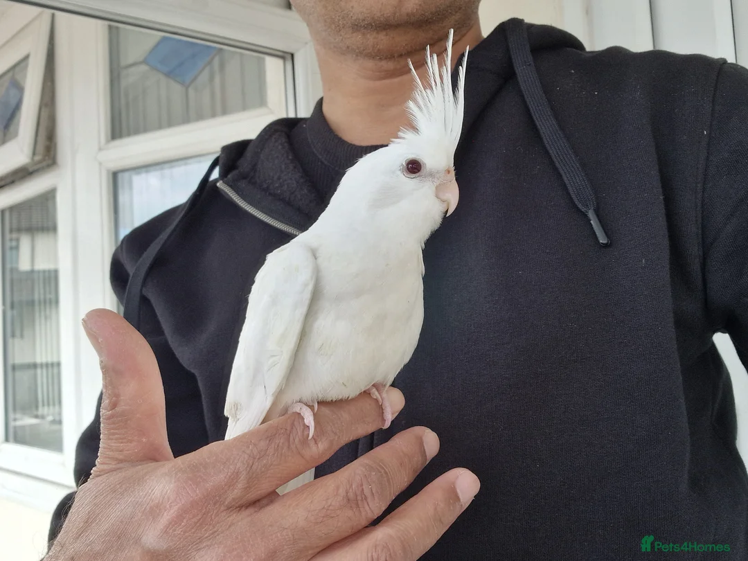 Cockatiels birds for sale: Super hand tamed baby cockatiels  - Advert 1