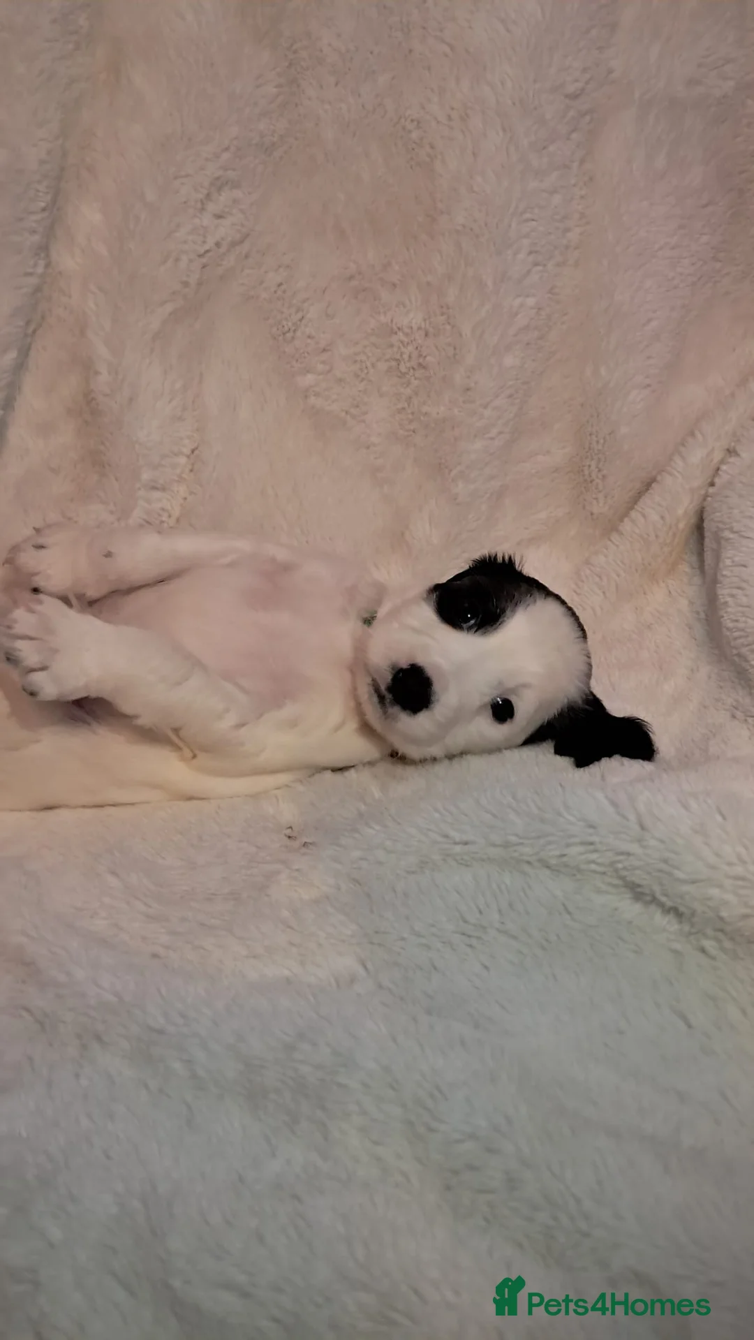 Cocker Spaniel dogs for sale: Adorable Cocker spaniel puppies  - Advert 4