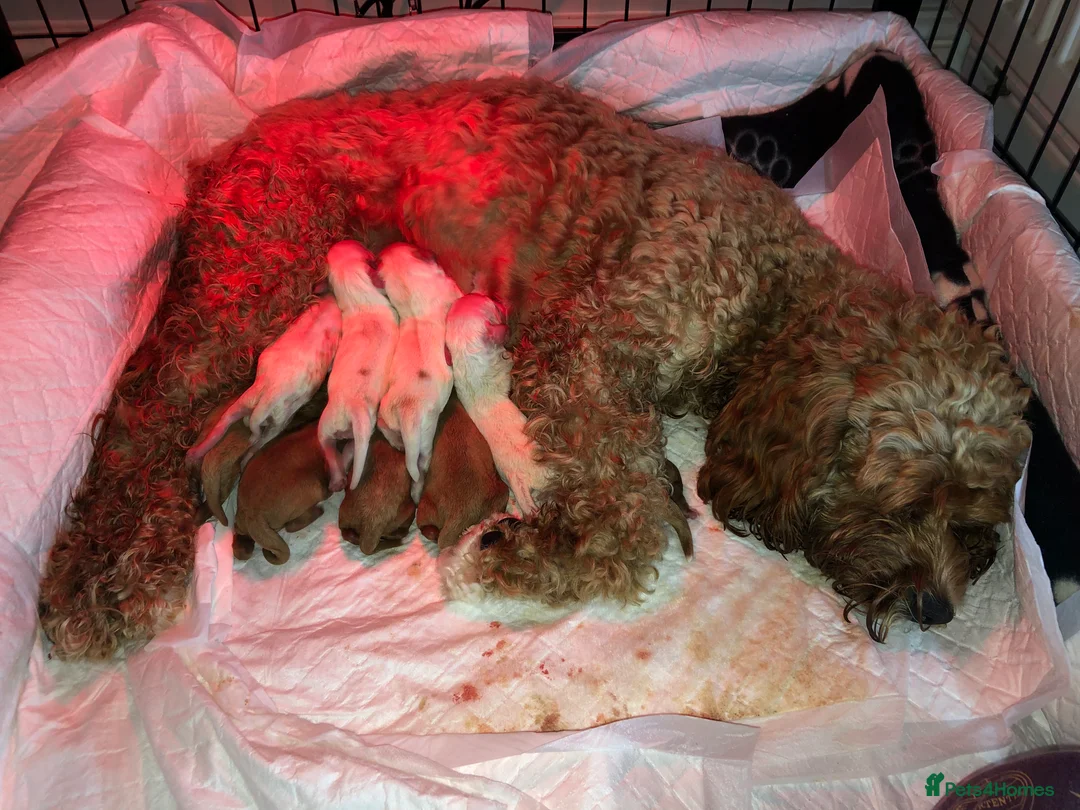 Cavapoo dogs for stud: F1 PROVEN Toy Cavapoo DNA Clear stud in Stafford - Advert 3