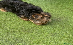 Yorkshire Terrier dogs for sale: Yorkshire terriers 1 boy 3 girls - Image 9