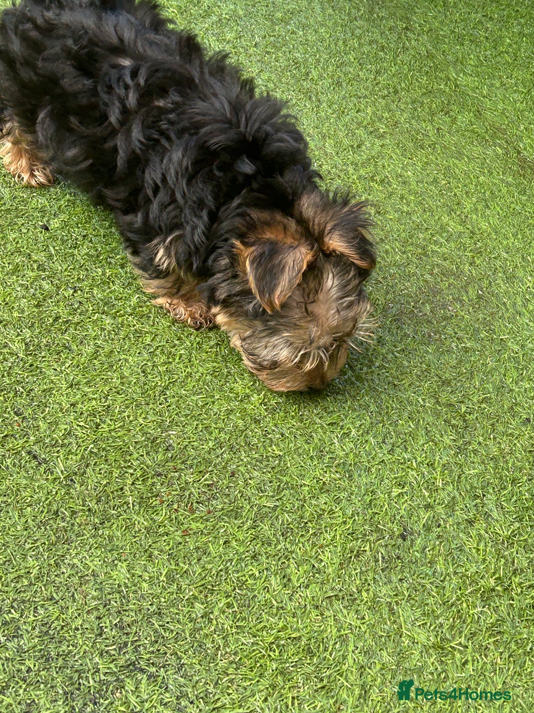 Yorkshire Terrier dogs for sale: Yorkshire terriers 1 boy 3 girls - Image 9
