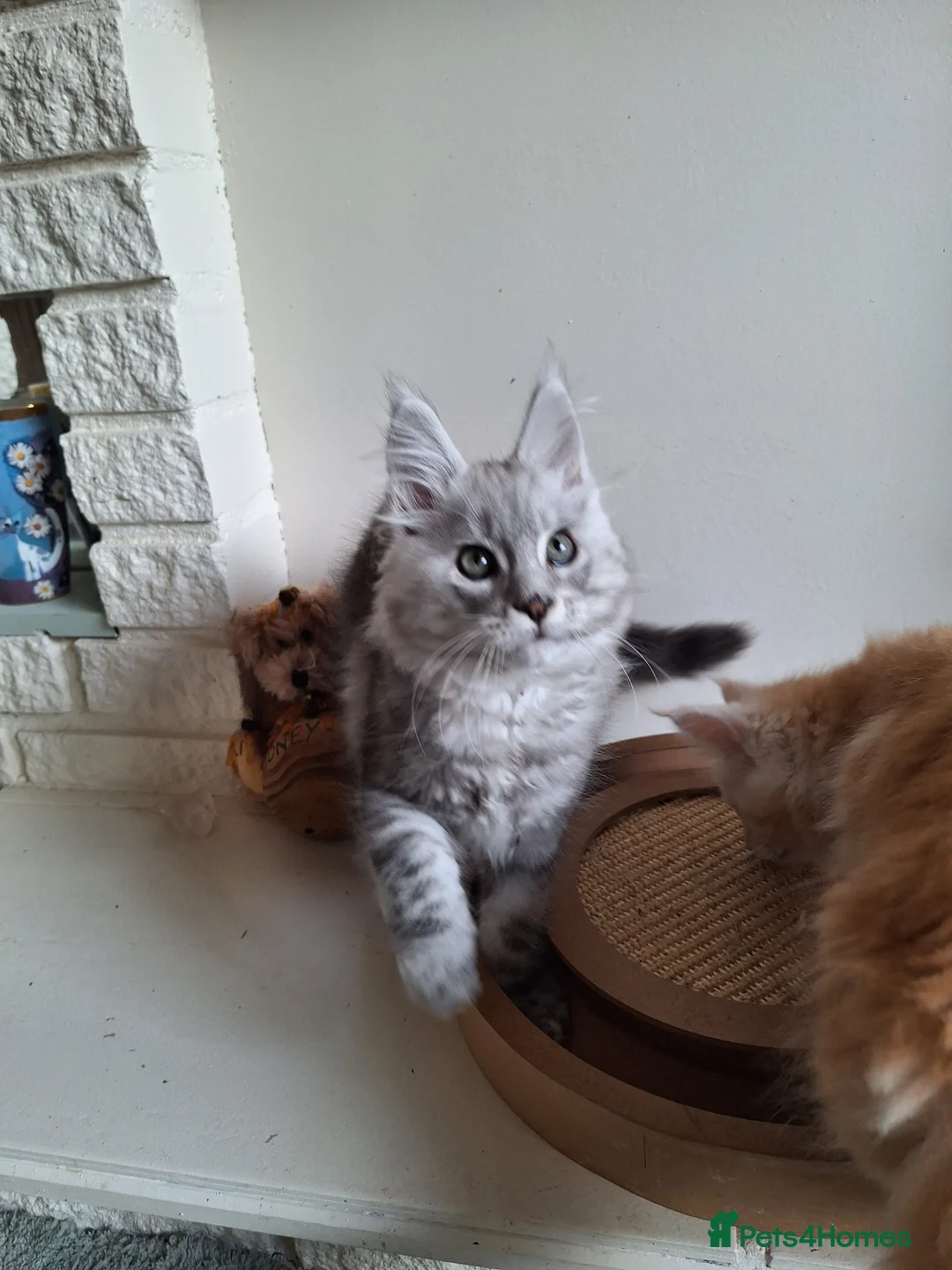 Maine Coon cats for sale: Maine Coon kitten  - Advert 2