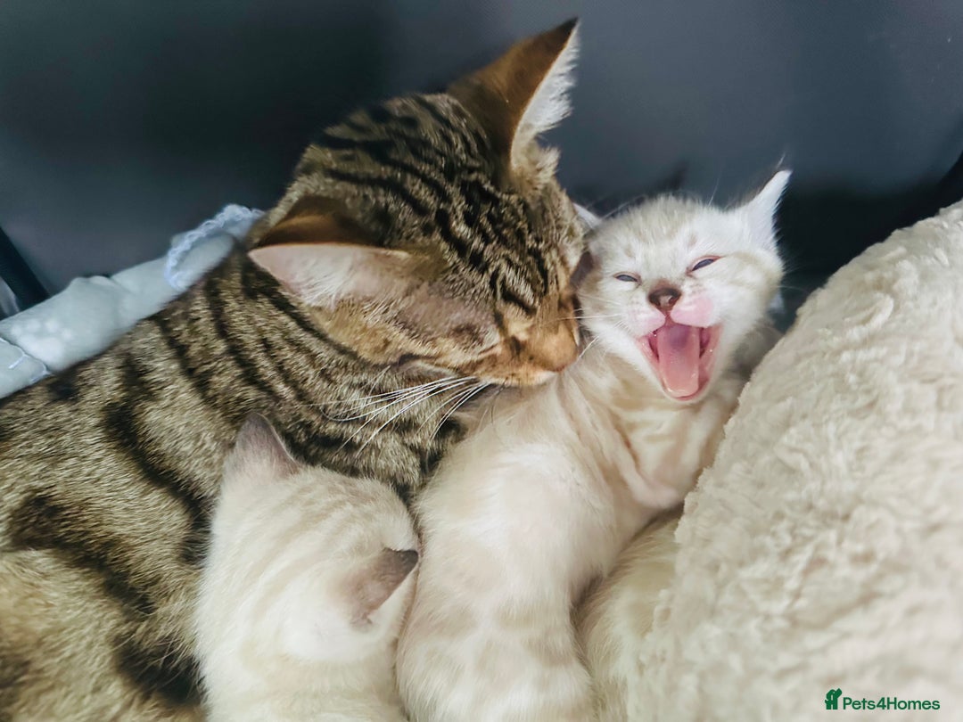 Bengal cats for sale: Snow lynx bengal kittens - Image 7