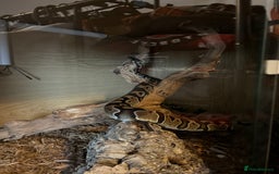 Python Snake reptiles for sale: Ball Python & Vivarium - Advert 5
