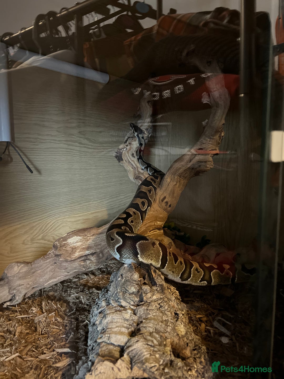 Python Snake reptiles for sale: Ball Python & Vivarium - Advert 5