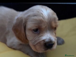 Sprocker dogs Sprocker x Cocker Puppies - Advert 13