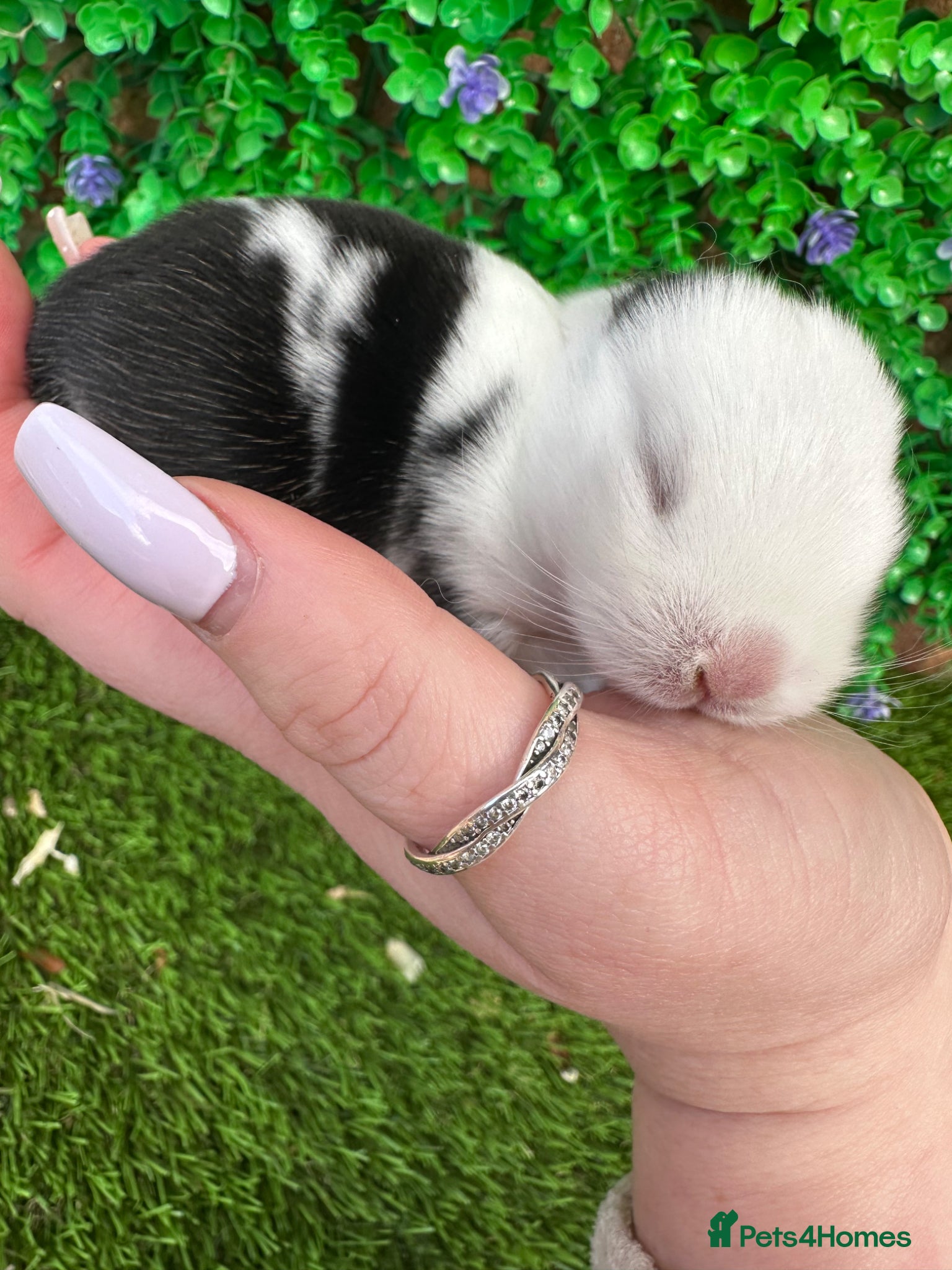 Mini Lop rabbits Stunning purebred mini lops  - Advert 1