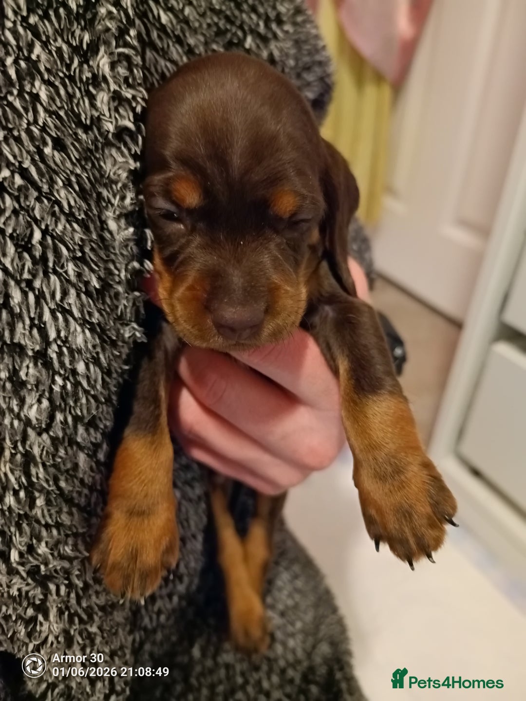 Miniature Dachshund dogs for sale: Miniature dachshund puppies  - Advert 7