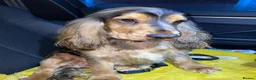 Cocker Spaniel dogs for sale: Gorgeous KC Reg Show Cocker Spaniels  - Advert 8