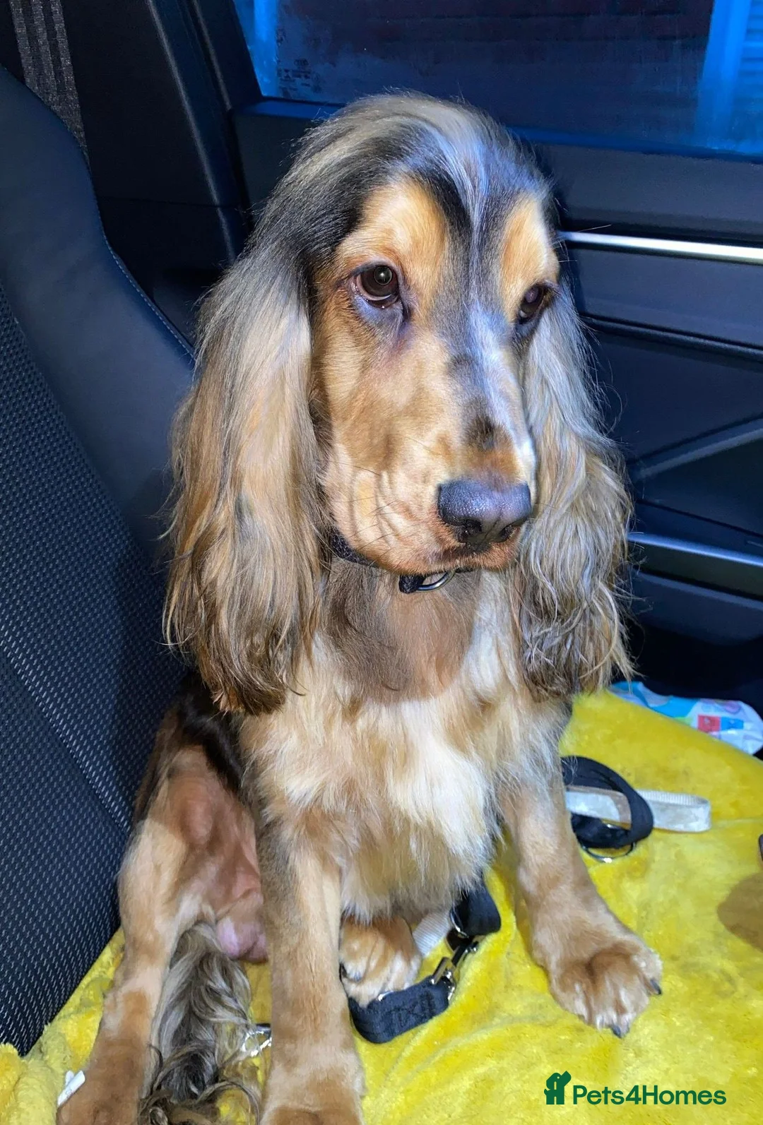 Cocker Spaniel dogs for sale: Gorgeous KC Reg Show Cocker Spaniels  - Advert 8