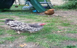 Chickens poultry for sale: 2 Batam Chickens & Coop - Image 4