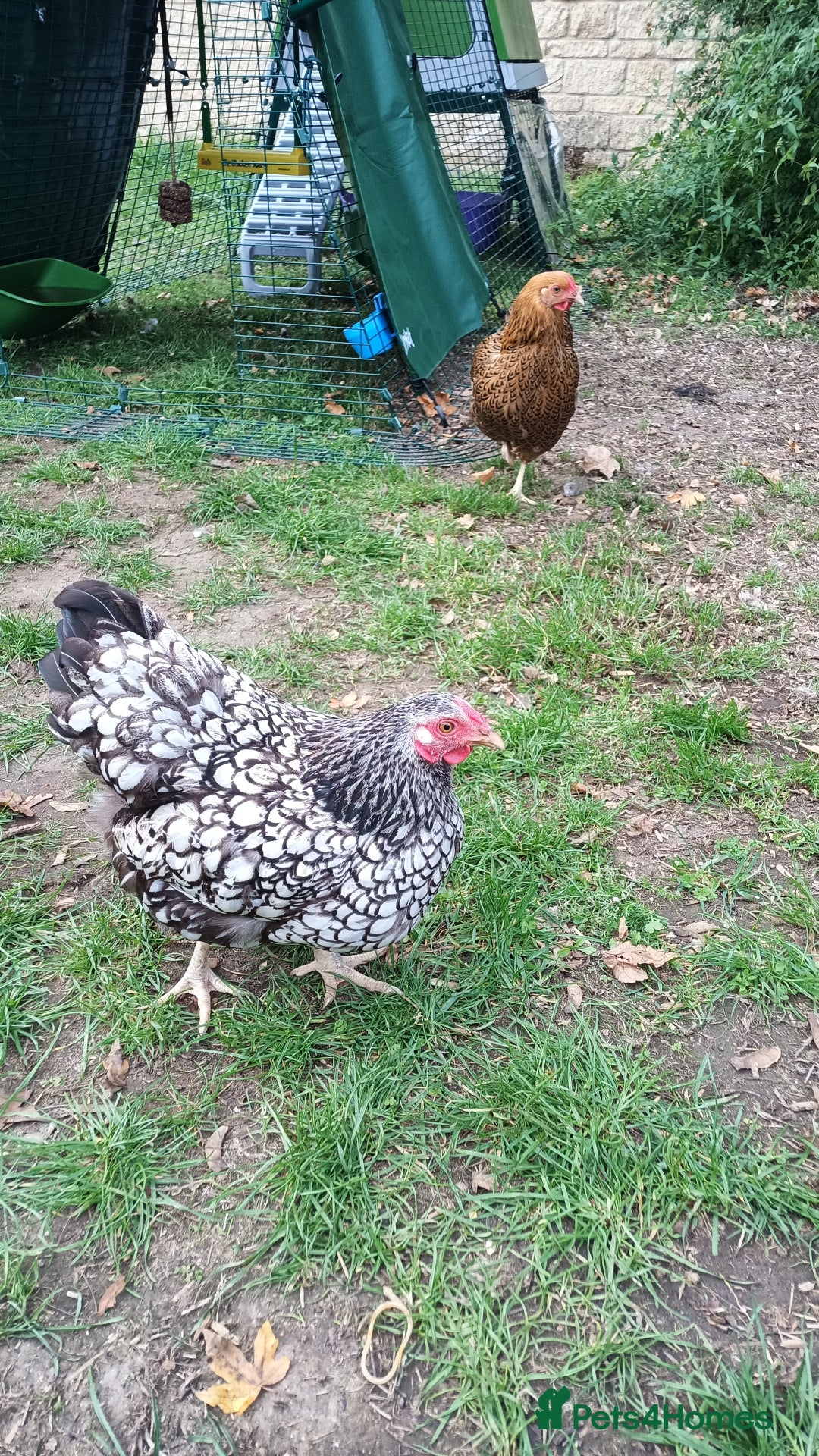 Chickens poultry for sale: 2 Batam Chickens & Coop - Image 4