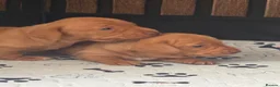 Miniature Dachshund dogs for sale: Miniature Dachshund KC registered in Burry Port - Advert 4