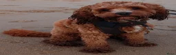 Cavapoo dogs for stud: Proven F1 Cavapoo Stud – Semen Tested & Calm - Advert 2