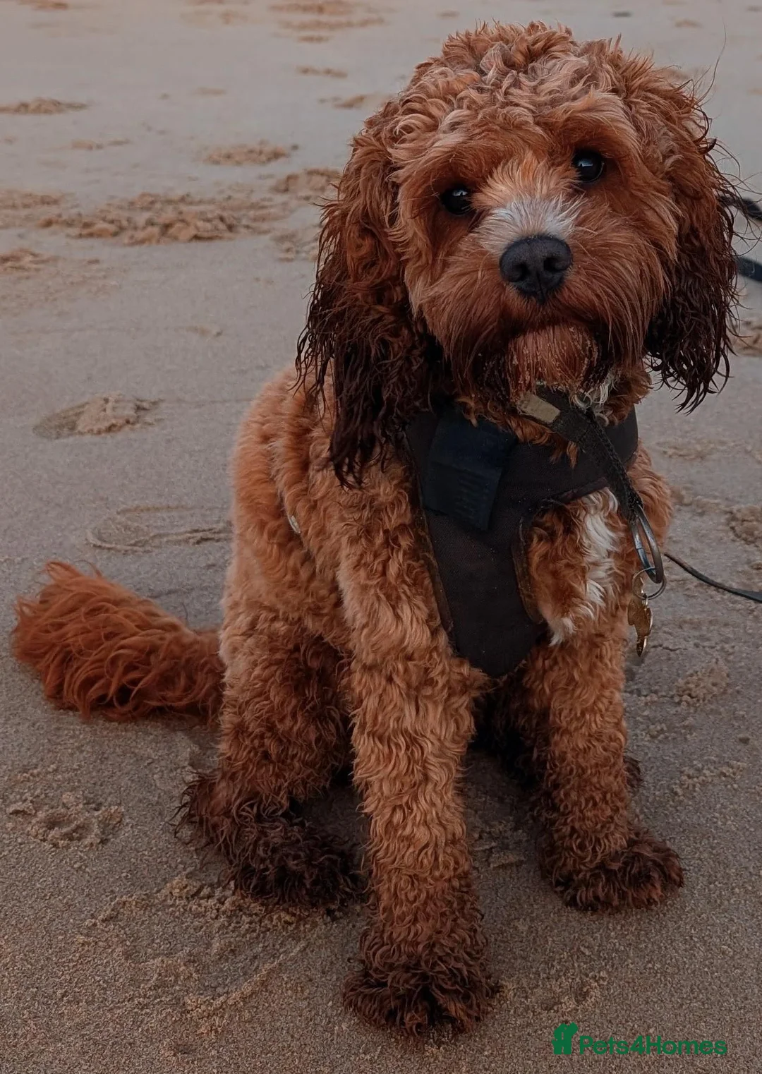 Cavapoo dogs for stud: Proven F1 Cavapoo Stud – Semen Tested & Calm - Advert 2