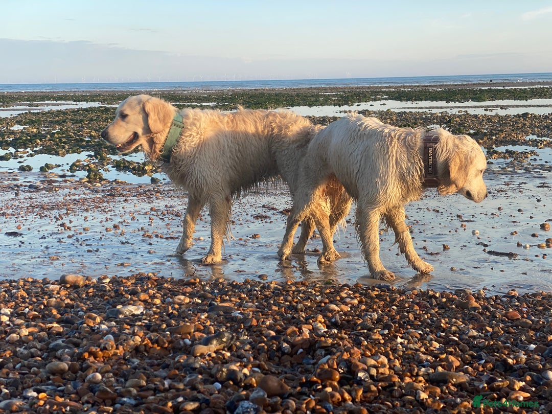 Golden Retriever dogs for sale: Exceptional KC Goldens- MULTI Champions Bloodline - Image 15