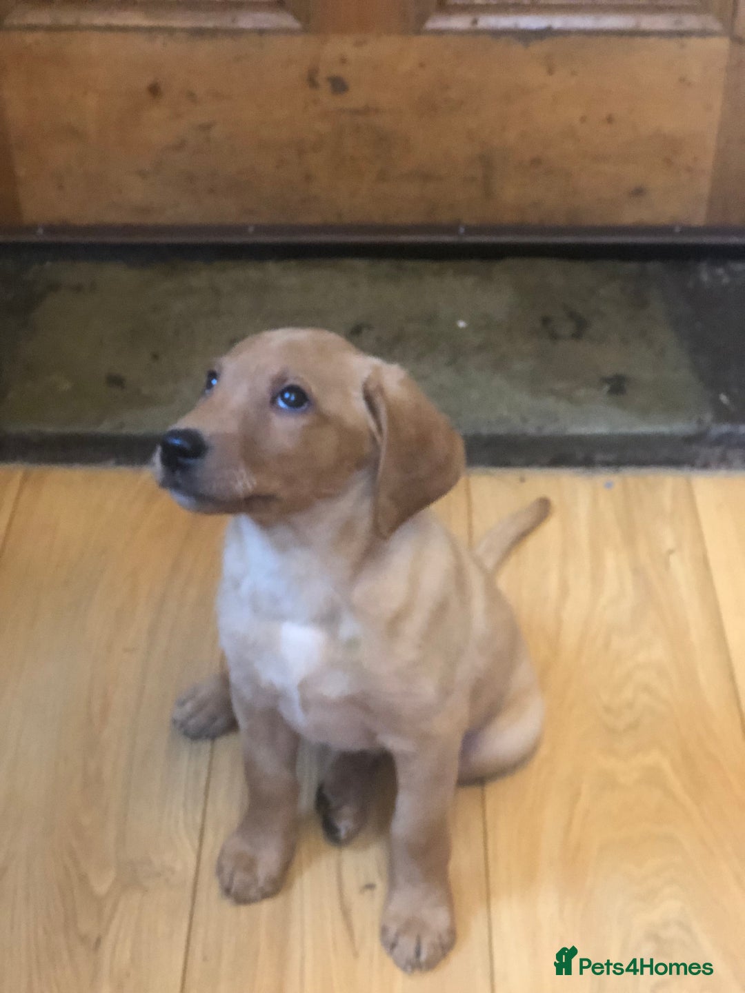 Labrador Retriever dogs for sale: Beautiful Kc registered Royal bloodline Labrador  - Advert 9