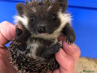 Pygmy Hedgehog rodents - Advert 3