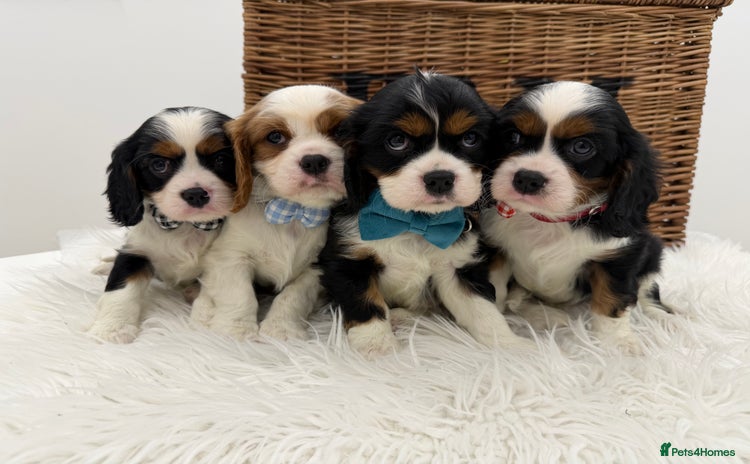 Cavalier King Charles Spaniel dogs Health tested Cavalier king charles - Advert 4